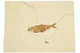 Detailed Fossil Fish (Knightia) - Wyoming #186483-1
